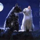 Кошачья луна_2