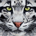 Хищники_Дымчатый леопард