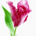 Розовый тюльпан A