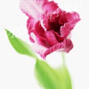 Розовый тюльпан B